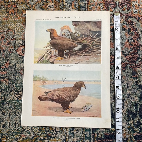 🖤5/$25 Antique Ornithological Bird Print Original Eagle - Picture 6 of 15
